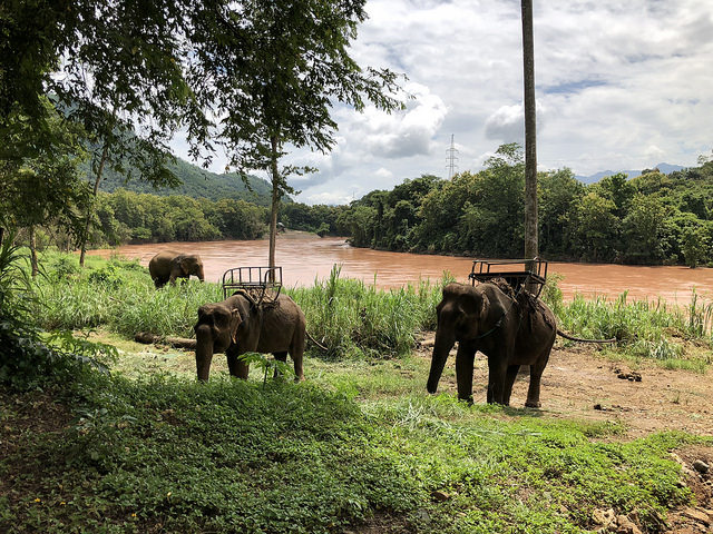 3 Días en Luang Prabang, Laos - Blogs de Laos - Luang Prabang, Reserva Elefantes, Cascadas Kuang Si y Más Templos (10)