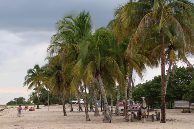 Varadero - Guamá - Bahia de Cochinos - Playa Larga -Varadero - Cuba - Habana - Varadero - Trinidad (18)