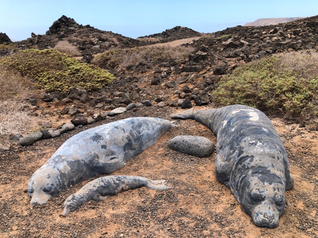 Día 5 – Isla de Lobos | Corralejo - Fuerteventura en 5 días (10)